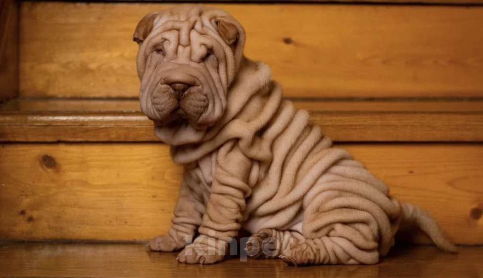 Собаки в Севастополе: Продажа щенков шарпея Разнополые, 40 000 руб. - фото 4