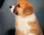 Собаки в Санкт-Петербурге: Щенок вельш-корги пемброк Мальчик, 70 000 руб. - фото 2