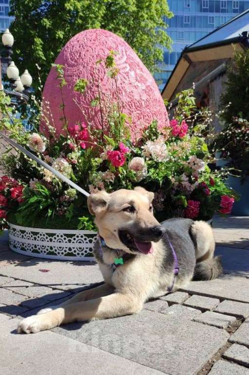 Собаки в Москве: Дионис Мальчик, Бесплатно - фото 9