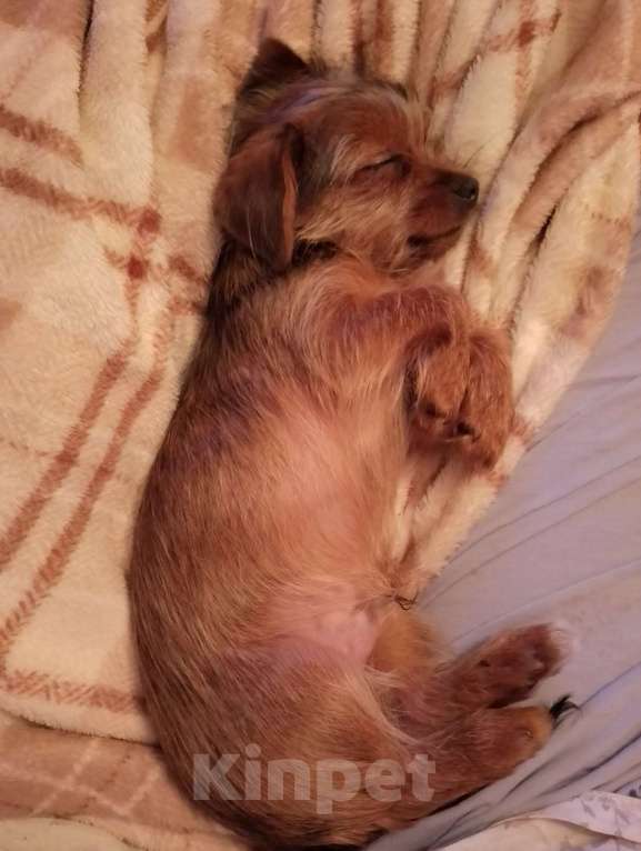 Собаки в Москве: МИНИ ЙОРК,  МАЛЬЧИК Мальчик, 10 000 руб. - фото 3