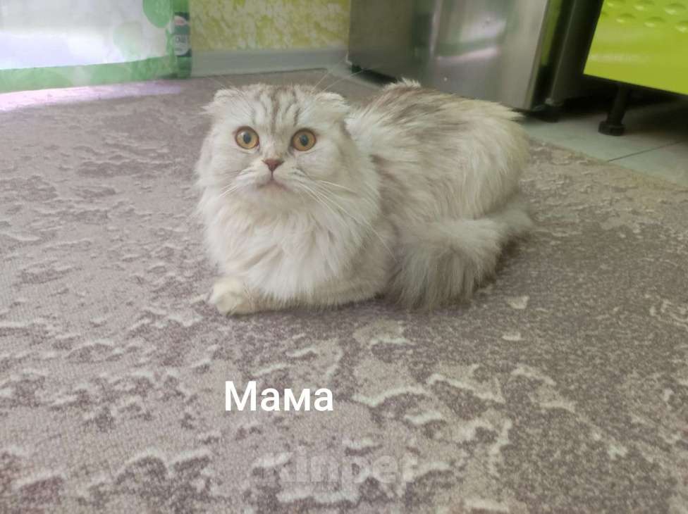 Кошки в Краснодаре: Рыжий котик Мальчик, 5 000 руб. - фото 6