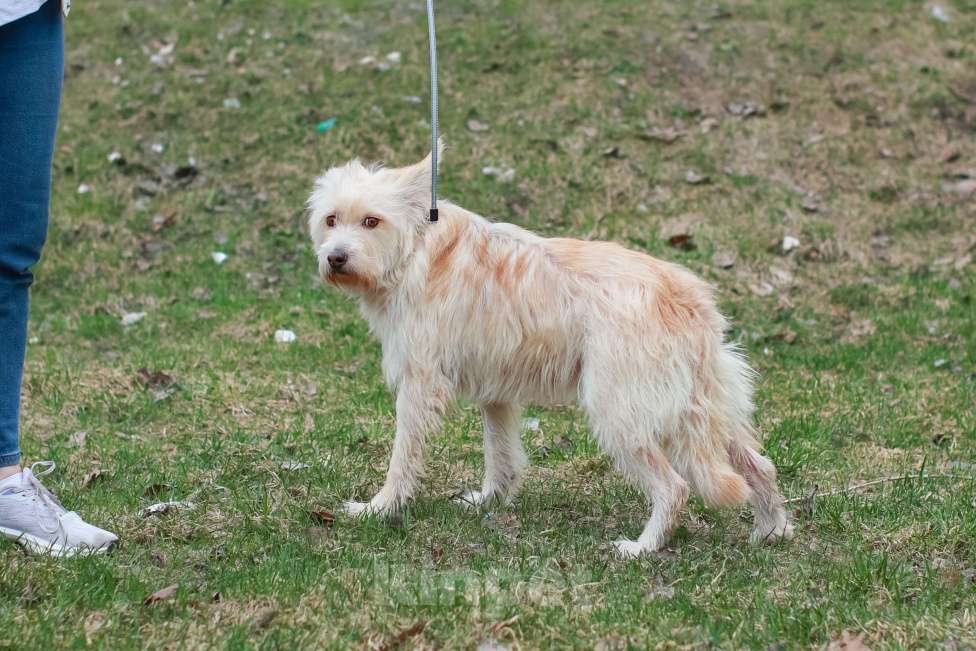 Собаки в Москве: Вилли некрупный бородатый песик. Требуется джентльмену достойный кров. Мальчик, Бесплатно - фото 4