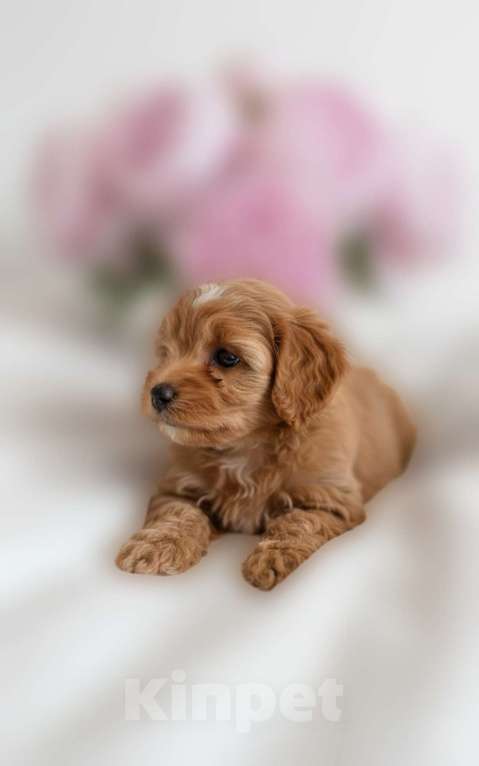 Собаки в Москве: Мальтипу F1 премиум мини Мальчик, 100 000 руб. - фото 2