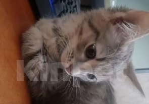 Кошки в Кемерово: Котёнок в добрые руки Девочка, Бесплатно - фото 2