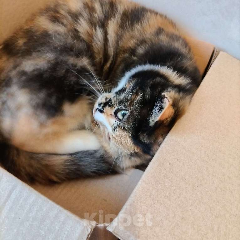 Кошки в других городах Московской области: Котенок в милые добрые руки  Девочка, Бесплатно - фото 4