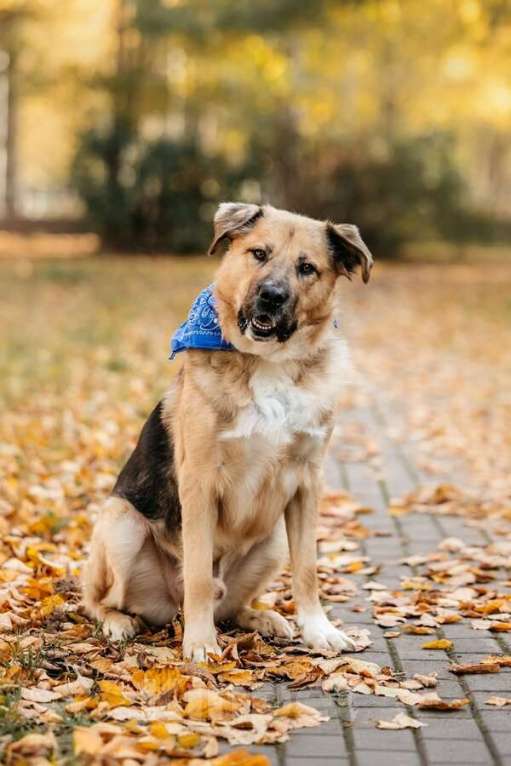 Собаки в Москве: Познакомьтесь с Дынькой — мягким гигантом с сердцем, полным добра. Мальчик, Бесплатно - фото 2