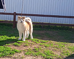 Собаки в Пятигорске: Японская Акита Девочка, 30 000 руб. - фото 1