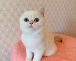 Кошки в Санкт-Петербурге: Золотая шиншилла пойнт Девочка, 25 000 руб. - фото 5