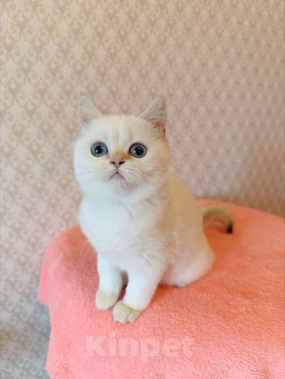 Кошки в Санкт-Петербурге: Золотая шиншилла пойнт Девочка, 25 000 руб. - фото 5