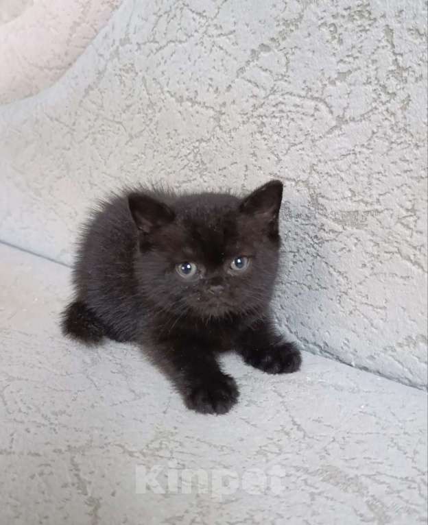 Кошки в Санкт-Петербурге: Черные британские девочки красотки Девочка, 50 000 руб. - фото 4