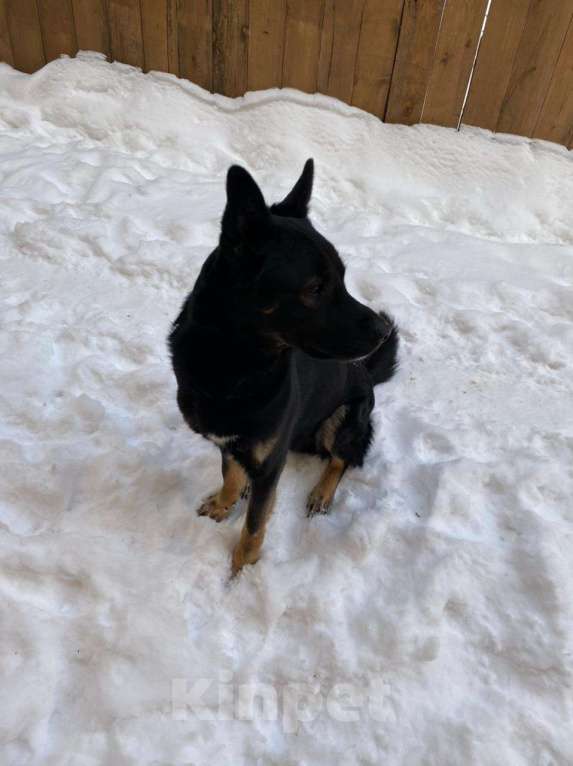 Собаки в Москве: Собака в добрые руки Мальчик, Бесплатно - фото 4