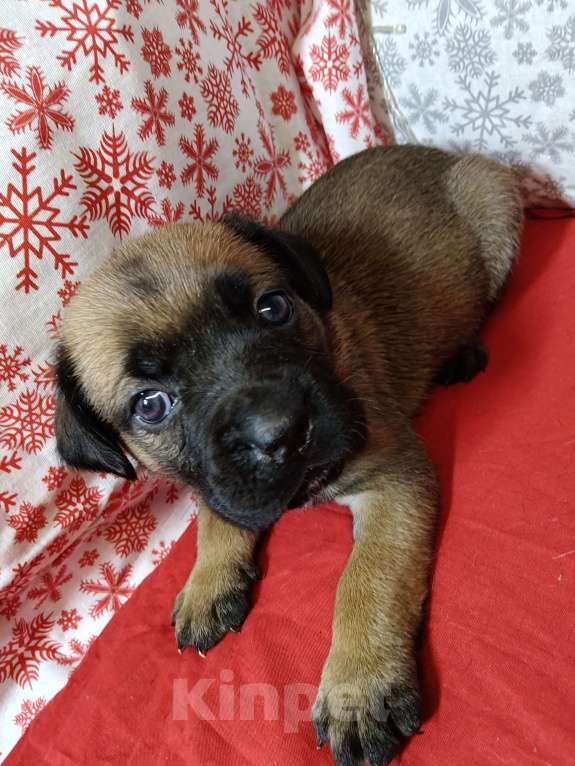 Собаки в других городах Краснодарского края: Кане-Корсо, щенок Девочка, 20 000 руб. - фото 6