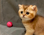 Кошки в Владимире: Шотландский прямоухий котёнок Мальчик, 45 000 руб. - фото 2