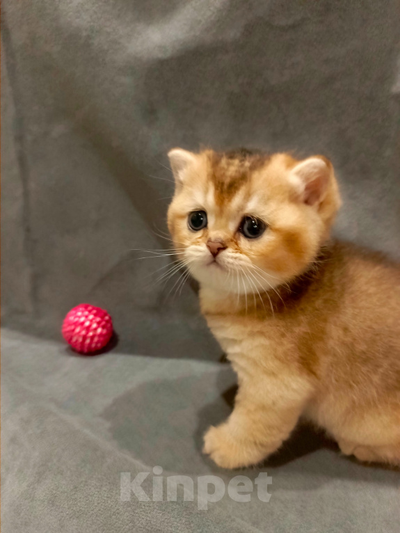 Кошки в Владимире: Шотландский прямоухий котёнок Мальчик, 45 000 руб. - фото 2