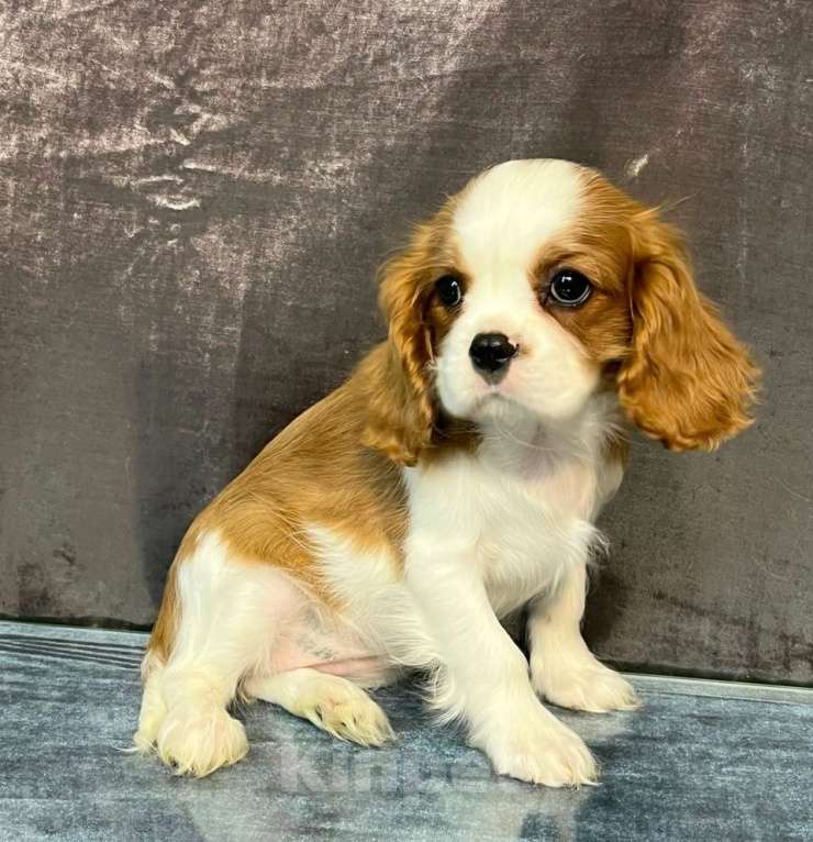 Собаки в Санкт-Петербурге: БЕСТ ИЛРЕАН КАДО Девочка, 190 000 руб. - фото 1