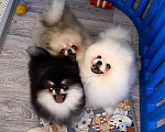 Собаки в Москве: Померанский шпиц щенки  Мальчик, 50 000 руб. - фото 7