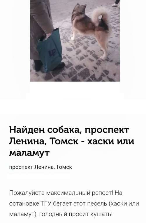 Собаки в Томске: В Томске возле ТГУ потерянный, добрый пёс, ухоженный, хаски или маламут.  Мальчик, Бесплатно - фото 1