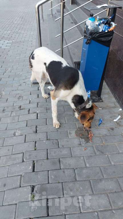 Собаки в Саратове: Чей пёс? Мальчик, Бесплатно - фото 1