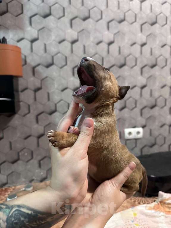 Собаки в Москве: Девочка миниатюрного бультерьера щенок Девочка, 45 000 руб. - фото 1