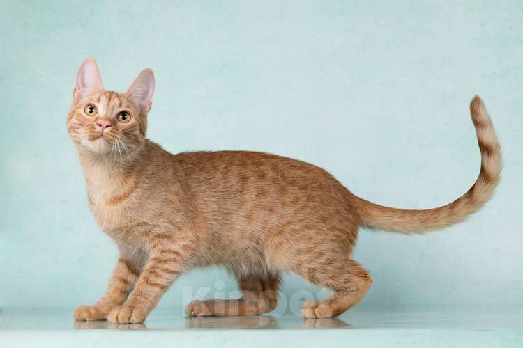 Кошки в Москве: Юна, чудесная ласковая кошечка-подросток ищет дом Девочка, 10 руб. - фото 7