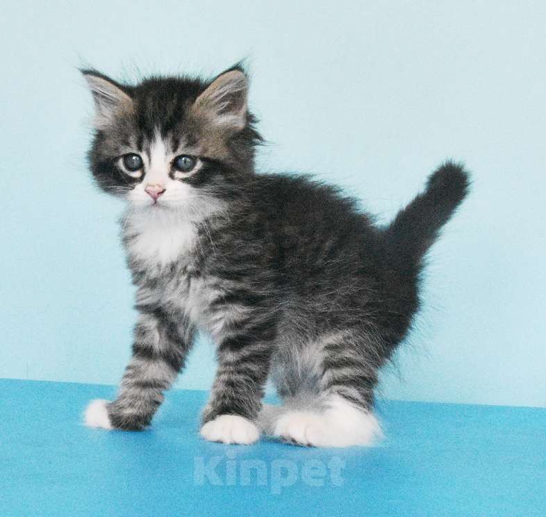 Кошки в Москве: Сибирские котята Мальчик, Бесплатно - фото 4