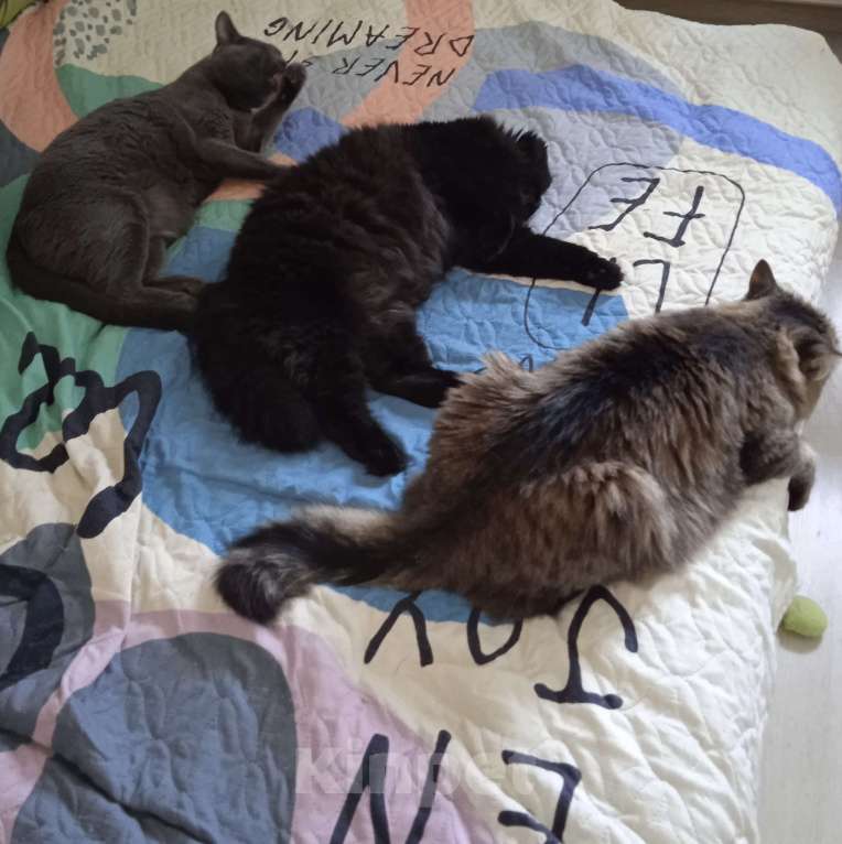 Кошки в Москве: Я здесь, чтобы найти заботливого хозяина! ❤️ Я - котик Найт! ☺️ Мальчик, 300 руб. - фото 5