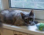 Кошки в Королеве: котенок Серафима в добрые руки Девочка, Бесплатно - фото 3