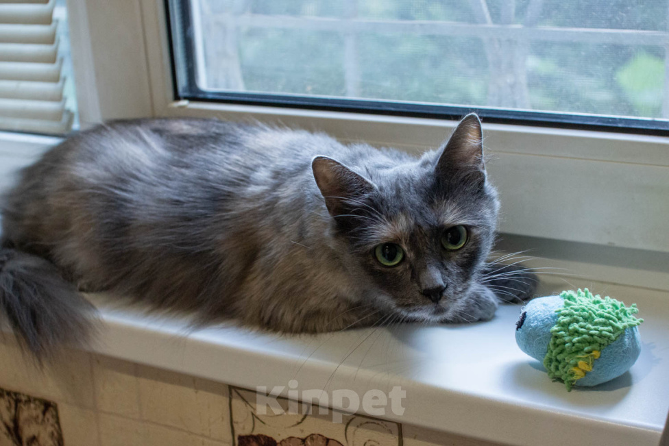 Кошки в Королеве: котенок Серафима в добрые руки Девочка, Бесплатно - фото 3