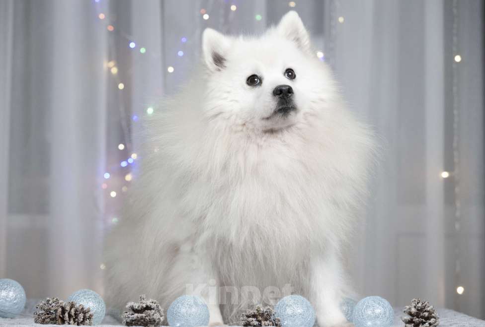 Собаки в Москве: В добрые руки японский шпиц  Мальчик, 1 руб. - фото 5