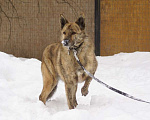 Собаки в Москве: Тара тигровая красавица ищет дом! Девочка, Бесплатно - фото 6