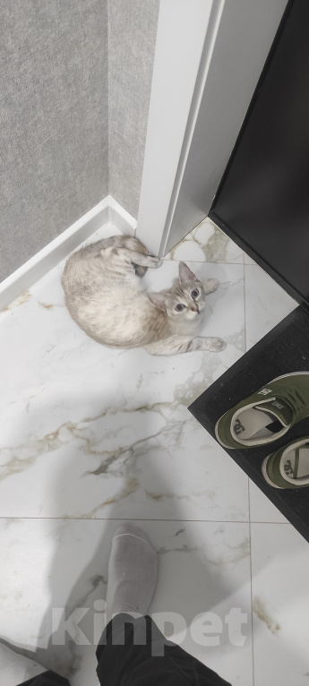 Кошки в Ставрополе: Отдам своё чудо в добрые руки ОЧЕНЬ СРОЧНО Девочка, Бесплатно - фото 5