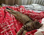 Кошки в Одинцово: Пропал кот Мальчик, Бесплатно - фото 3