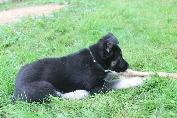 Собаки в Москве: Щенки восточноевропейской овчарки  Девочка, 40 000 руб. - фото 5