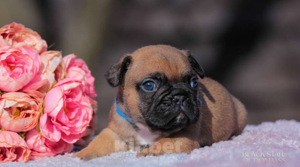 Собаки в Москве: Мальчик французского бульдога Мальчик, 100 000 руб. - фото 3