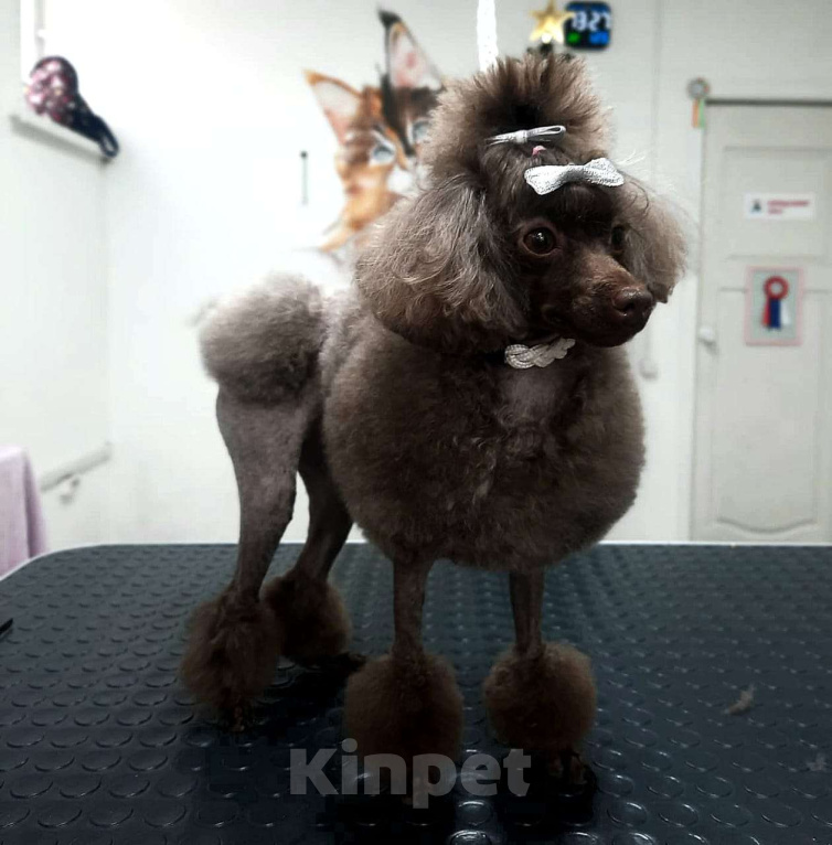 Собаки в Геленджике: Той пудель коричневый мальчик Мальчик, 99 999 руб. - фото 6