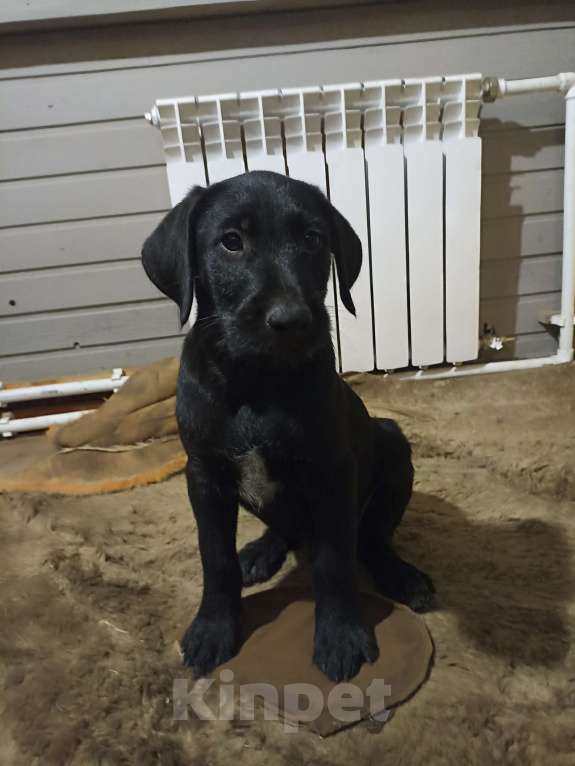 Собаки в других городах Московской области: Отдам метиса дратхаара в добрые руки Мальчик, Бесплатно - фото 6