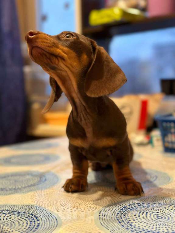 Собаки в Москве: Мальчик РКФ Мальчик, 40 000 руб. - фото 8