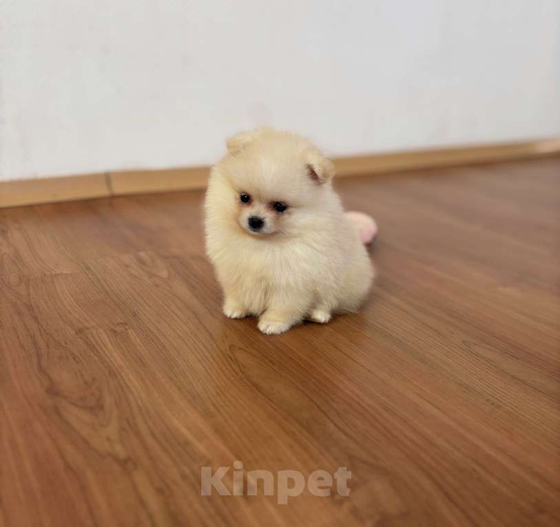 Собаки в Санкт-Петербурге: Мини девочка померанского шпица , Лея Девочка, 55 000 руб. - фото 3