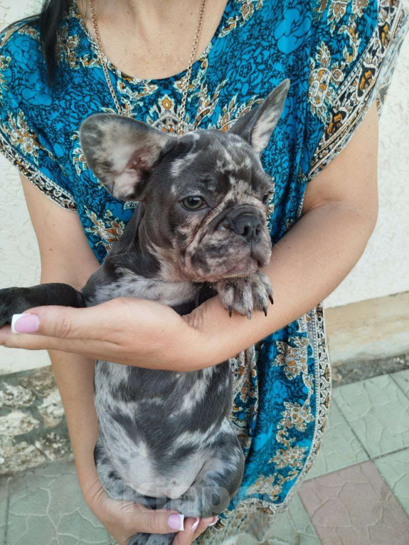 Собаки в других городах Крыма: Продажа щенков французского бульдога  Девочка, 30 000 руб. - фото 7