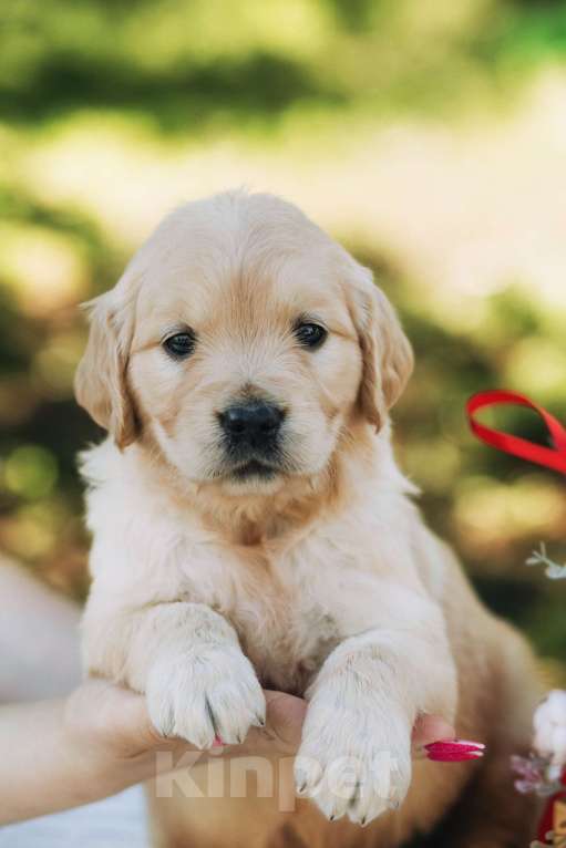 Собаки в Воронеже: Золотистый ретривер Воронеж  Мальчик, 60 000 руб. - фото 3