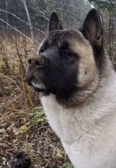 Собаки в других городах Пермского края: Пропала собака Мальчик, 20 000 руб. - фото 2