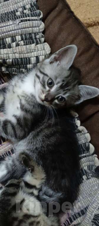 Кошки в Севастополе: Котёнок полосатый, серый. Мальчик, Бесплатно - фото 3
