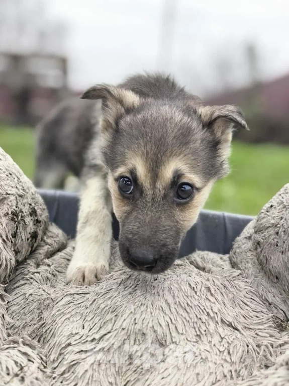 Собаки в Лосином-Петровском: Селин из ппбж Якутска Девочка, Бесплатно - фото 4