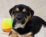 Собаки в Подольске: Мальчик Барни  Мальчик, 100 руб. - фото 3