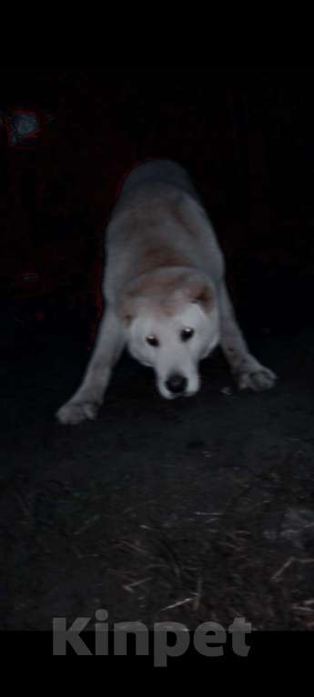 Собаки в других городах Краснодарского края: Алабай (САО)  Мальчик, Бесплатно - фото 1