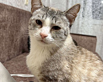 Кошки в Калуге: Кошка Девочка, Бесплатно - фото 2