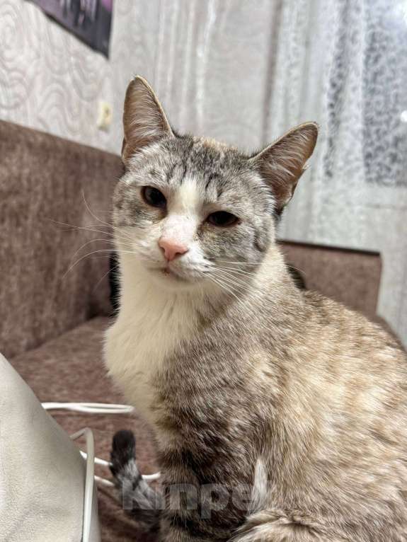 Кошки в Калуге: Кошка Девочка, Бесплатно - фото 2