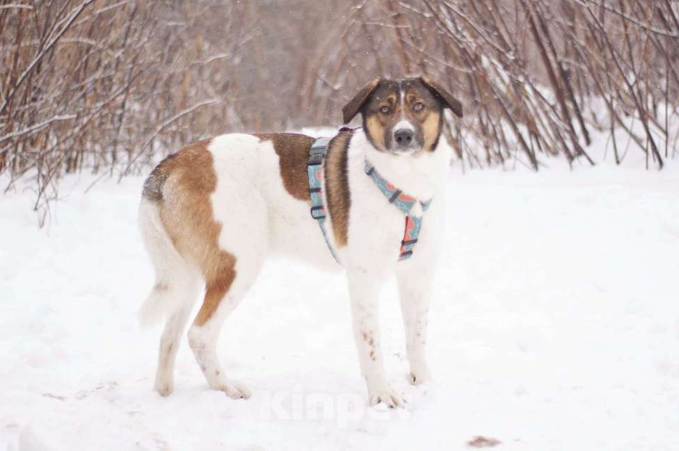 Собаки в Москве: Преданный друг Лютик ждёт свою семью Мальчик, Бесплатно - фото 4
