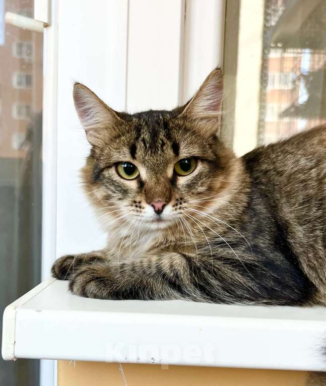 Кошки в Москве: Котик Крендель - пушистик в добрые руки Мальчик, Бесплатно - фото 3