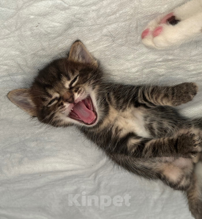 Кошки в Химках: Котенок в добрые руки Мальчик, Бесплатно - фото 2